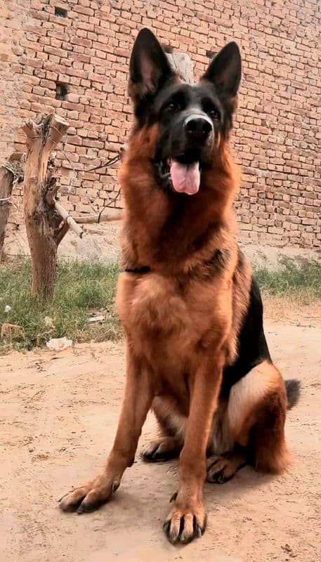 German shepherd  confirm breeder female for sale 1