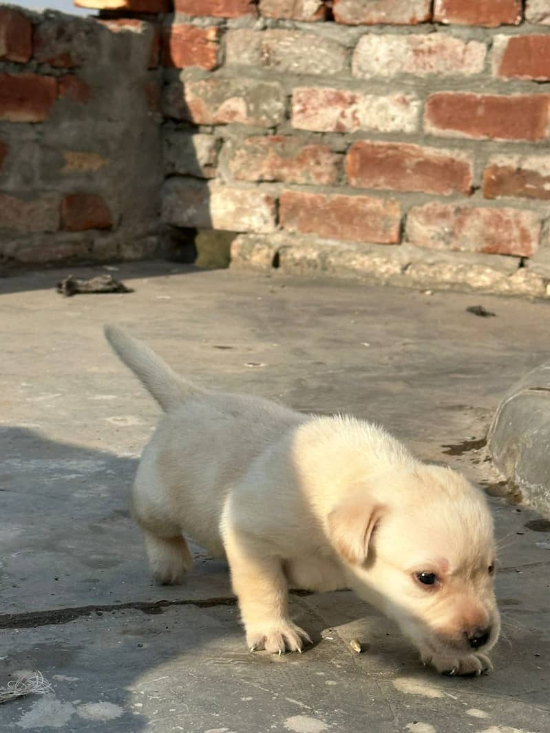 Labrador dog | labra puppies | Labrador puppy |  British Labrador Pups 17