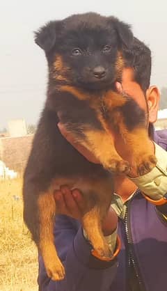 German Shepherd double coat female 2 month for sale