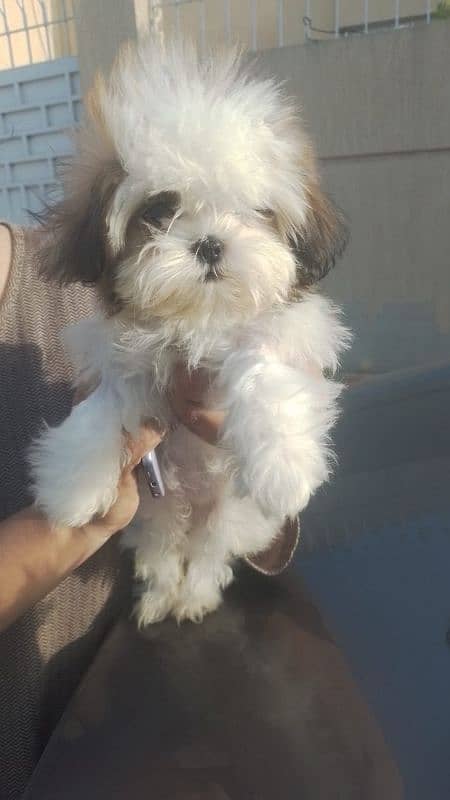 pure shihtzu breed punch clear face 0