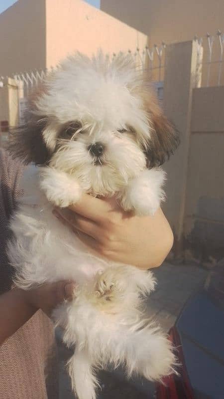 pure shihtzu breed punch clear face 1