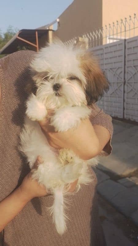 pure shihtzu breed punch clear face 2