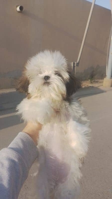 pure shihtzu breed punch clear face 3