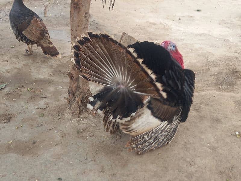 Turkish Bird total 3 4