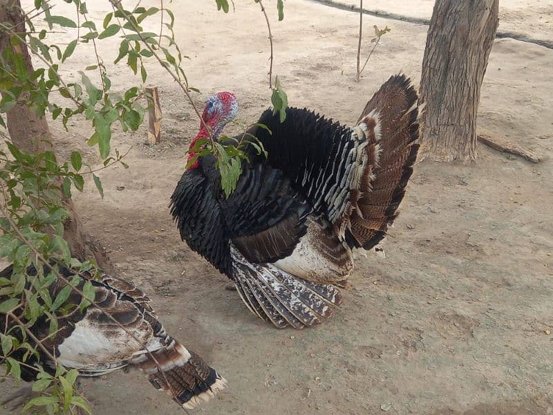 Turkish Bird total 3 5