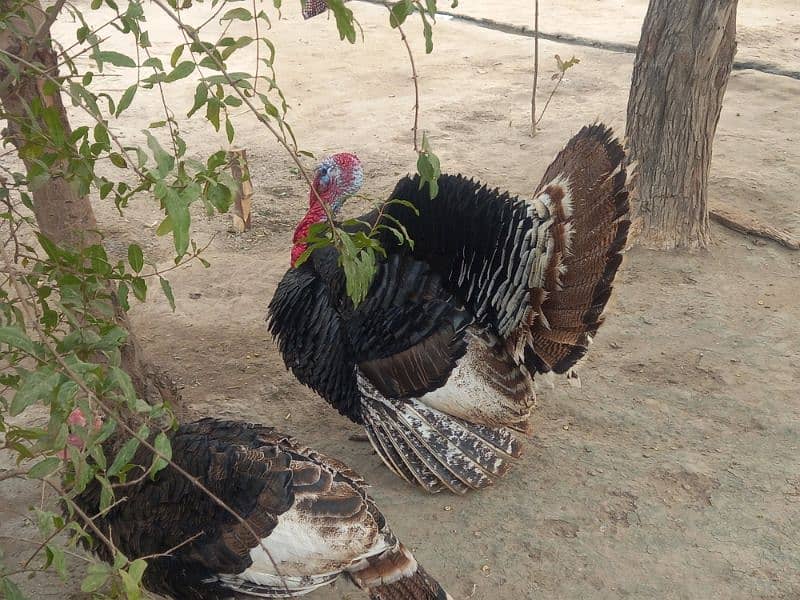 Turkish Bird total 3 6