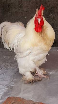 white heavy buff chicks Available