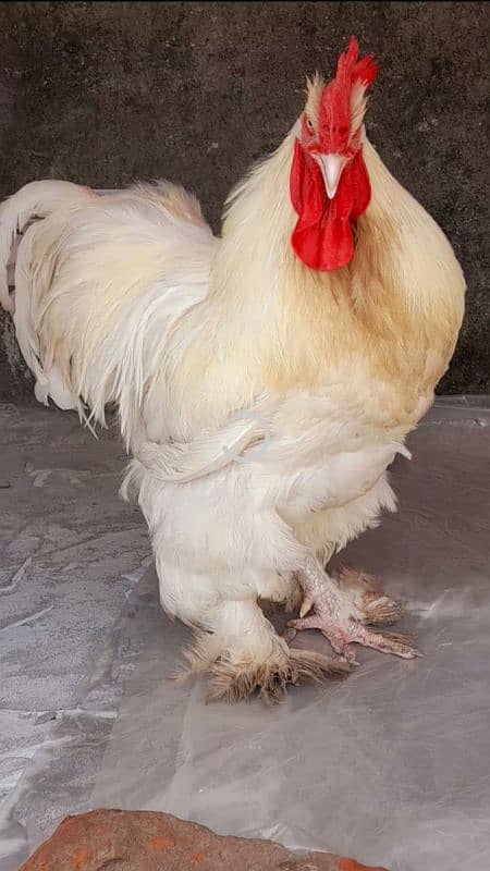 white heavy buff chicks Available 0