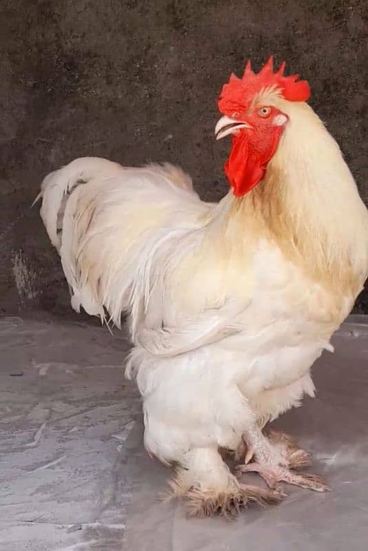 white heavy buff chicks Available 1