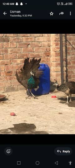 11 months male peacock for sale