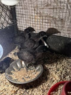 ayam cemani chicks