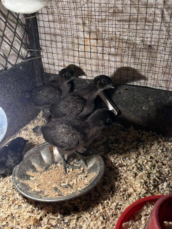 ayam cemani chicks 0