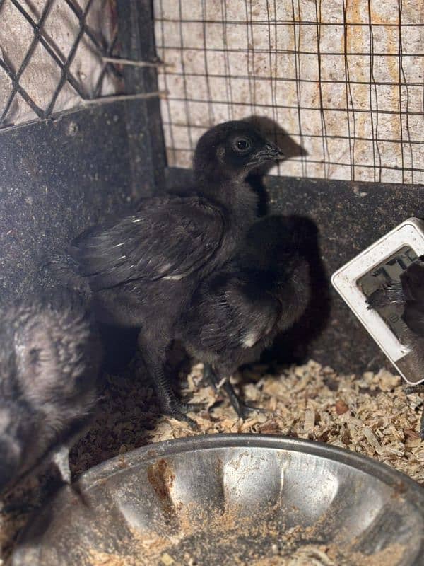 ayam cemani chicks 1