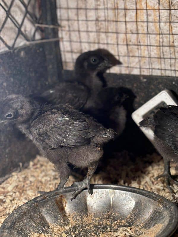 ayam cemani chicks 2