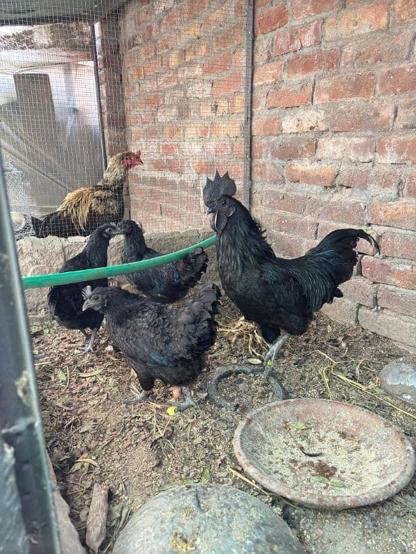 ayam cemani chicks 3