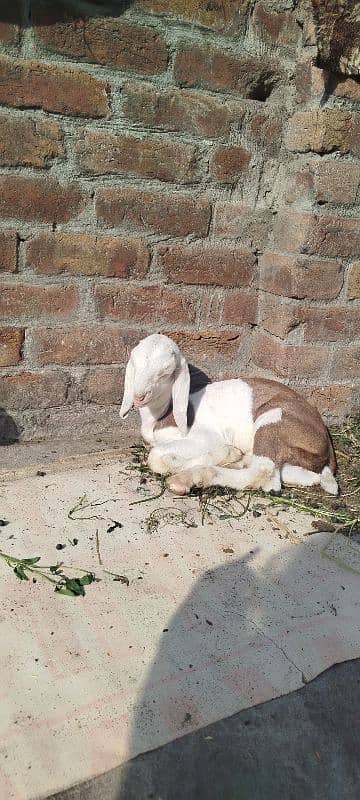 male female White eyes Tota Face Rajanpuri cross Nasli bachy 3