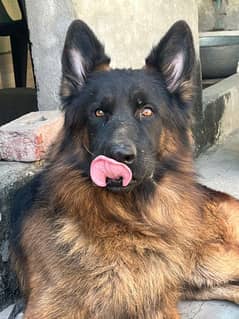 German shepherd male available for stud