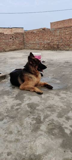 19 month age for sale full family dog