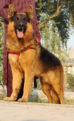 German Shepherd male available for sale