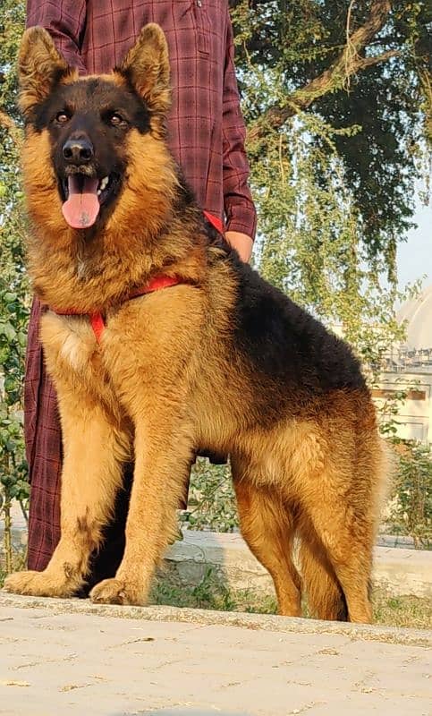 German Shepherd male available for sale 1