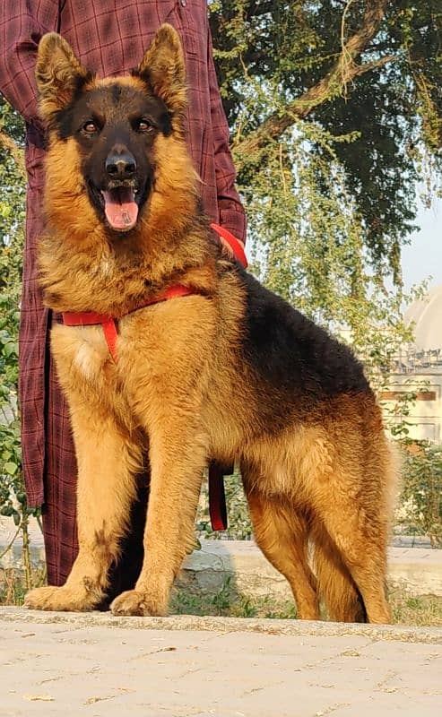 German Shepherd male available for sale 2