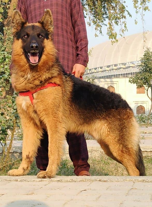 German Shepherd male available for sale 3