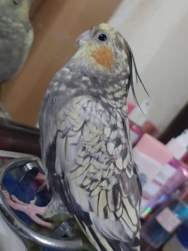 tamed female cockatiel 0