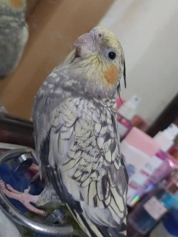 tamed female cockatiel 1