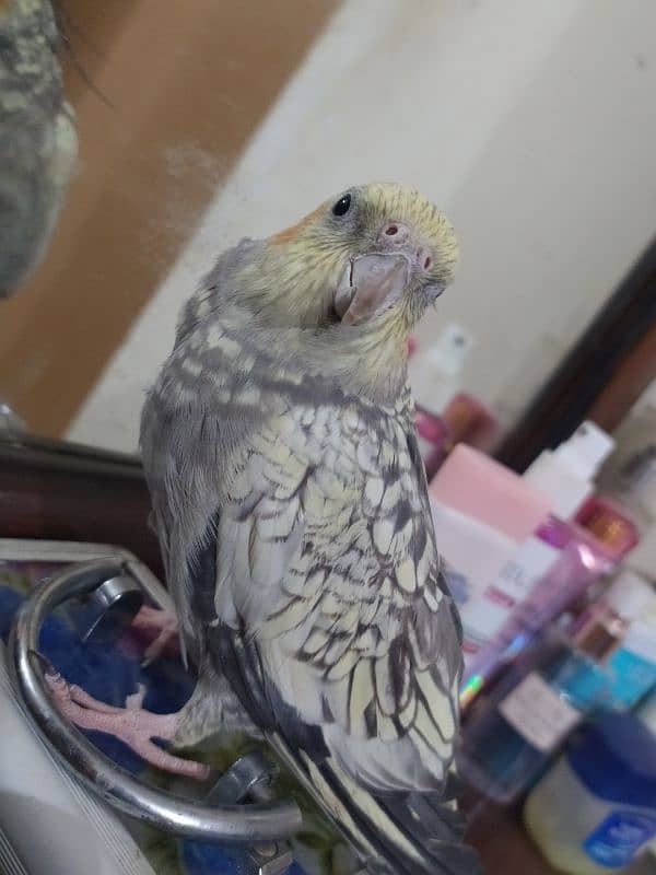 tamed female cockatiel 2