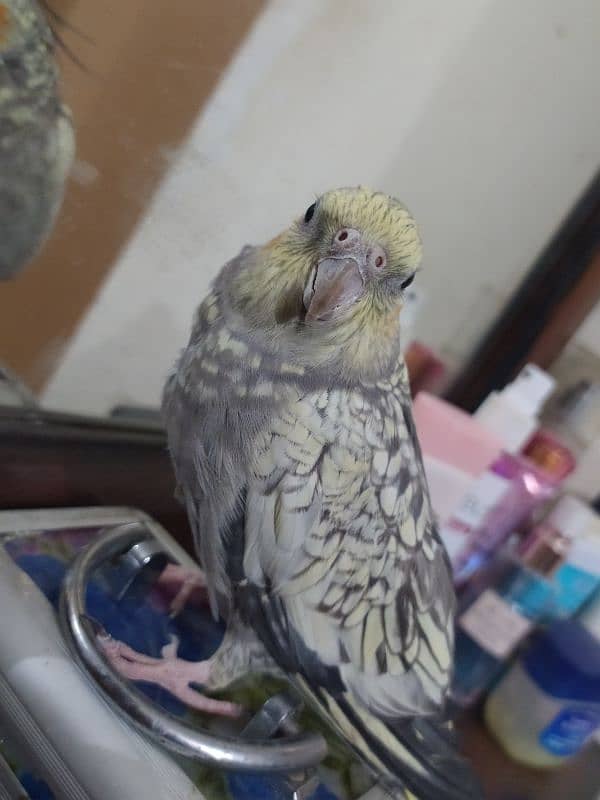 tamed female cockatiel 3