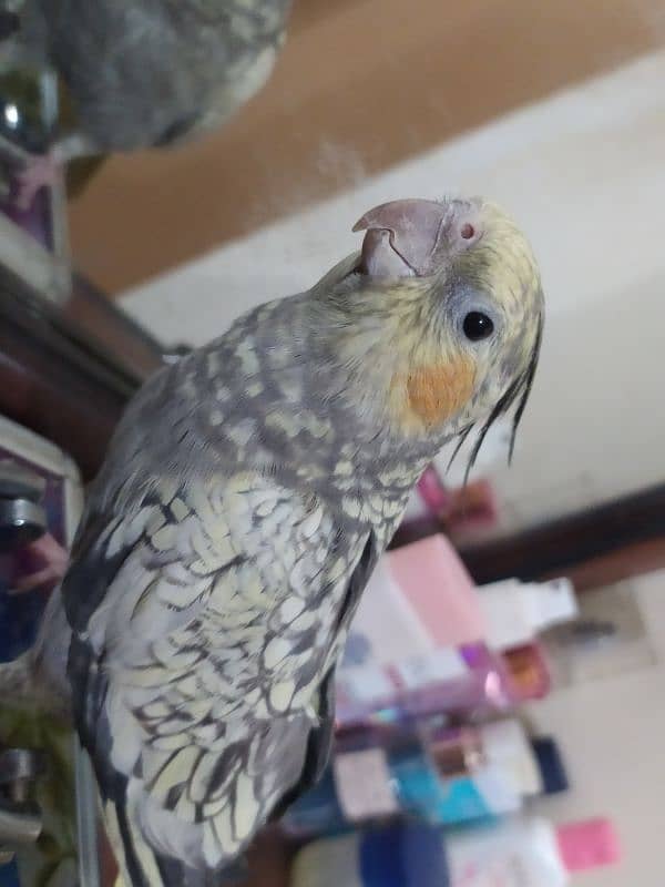 tamed female cockatiel 4