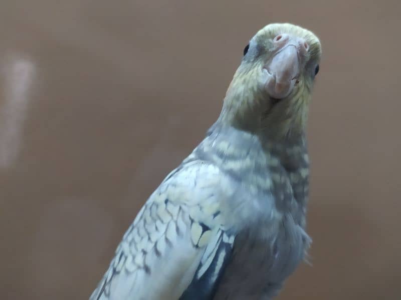 tamed female cockatiel 5