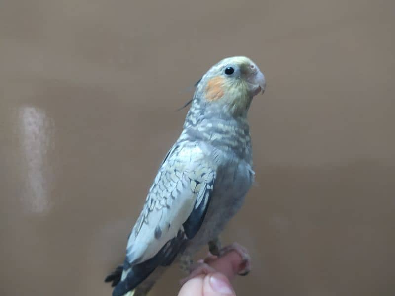 tamed female cockatiel 6