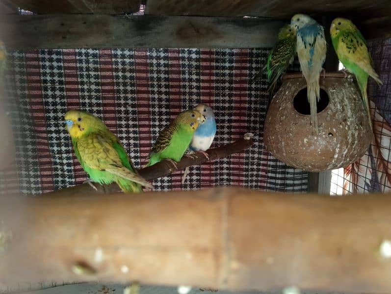 Total 19 parrots full breeder pair all pairs egg laying 2 ya 3 Chick 0