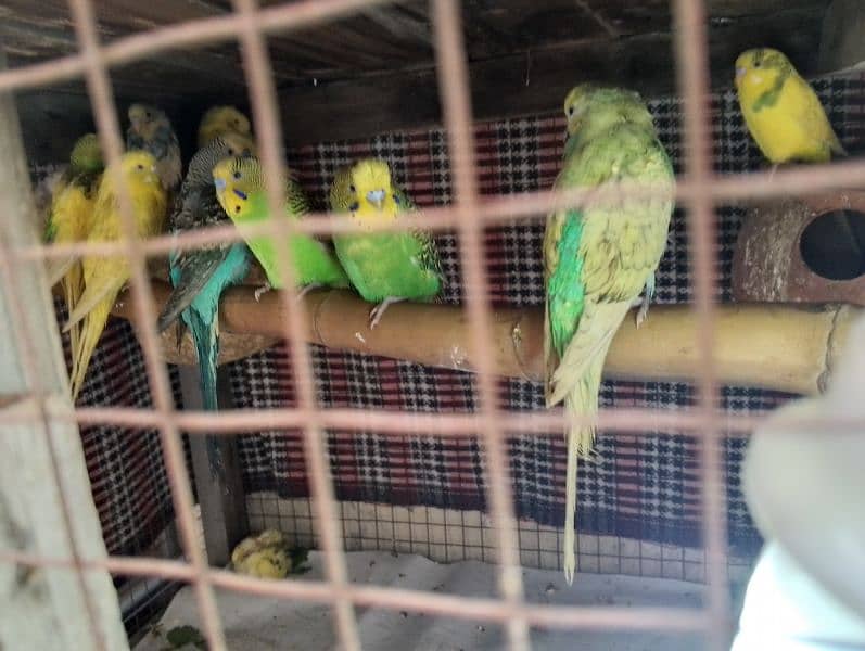 Total 19 parrots full breeder pair all pairs egg laying 2 ya 3 Chick 1