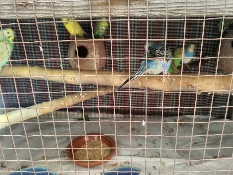 Total 19 parrots full breeder pair all pairs egg laying 2 ya 3 Chick 2