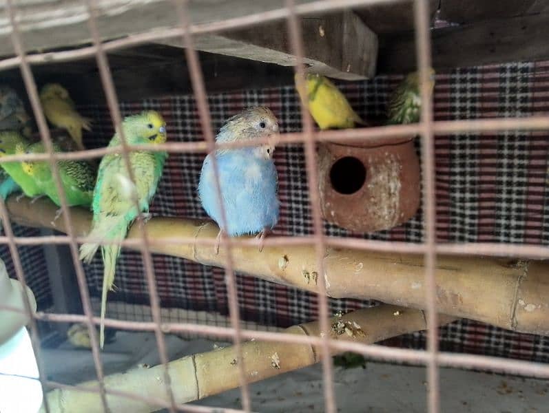 Total 19 parrots full breeder pair all pairs egg laying 2 ya 3 Chick 3