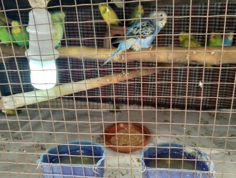 Total 19 parrots full breeder pair all pairs egg laying 2 ya 3 Chick 4