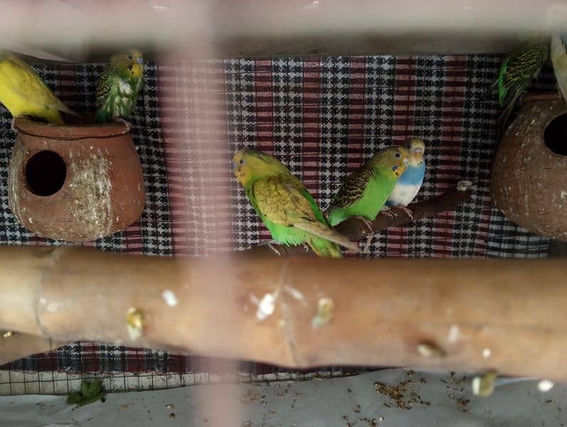 Total 19 parrots full breeder pair all pairs egg laying 2 ya 3 Chick 5