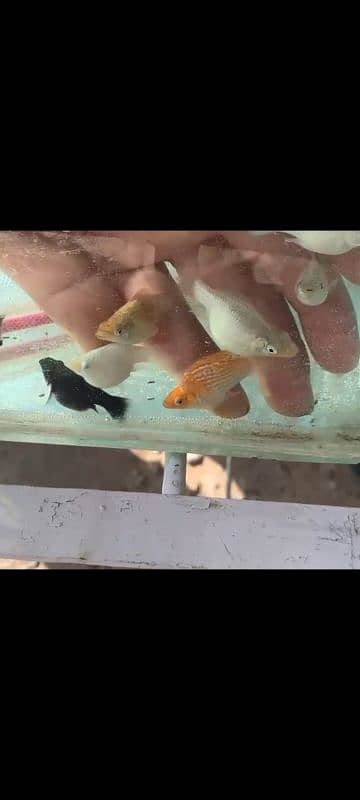 Breeders All type molly and guppies 3