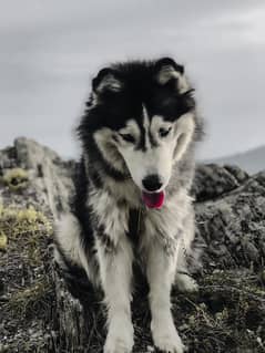 husky