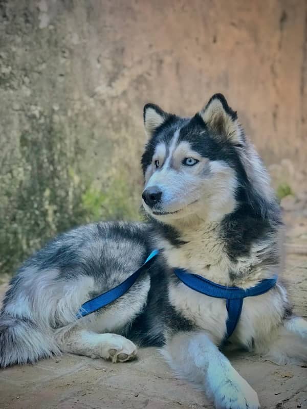 husky 4