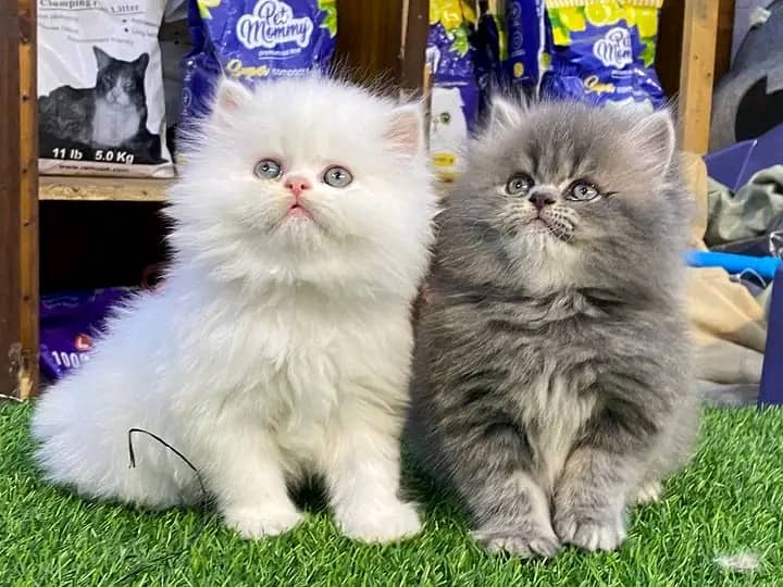 Persian kittens triple coat pair for sale contact whatsap 03095180992 1