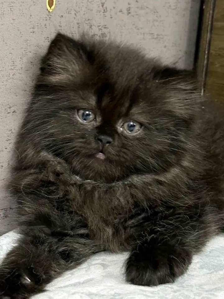 Persian kittens triple coat pair for sale contact whatsap 03095180992 2