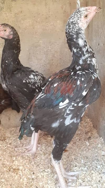 Assel Jageri patha - Hens - 1096439260