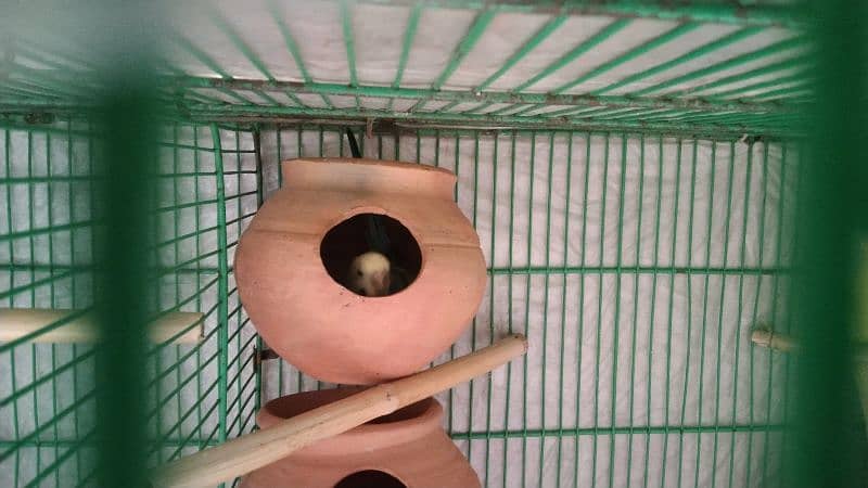 parrot or budgies for sale 11