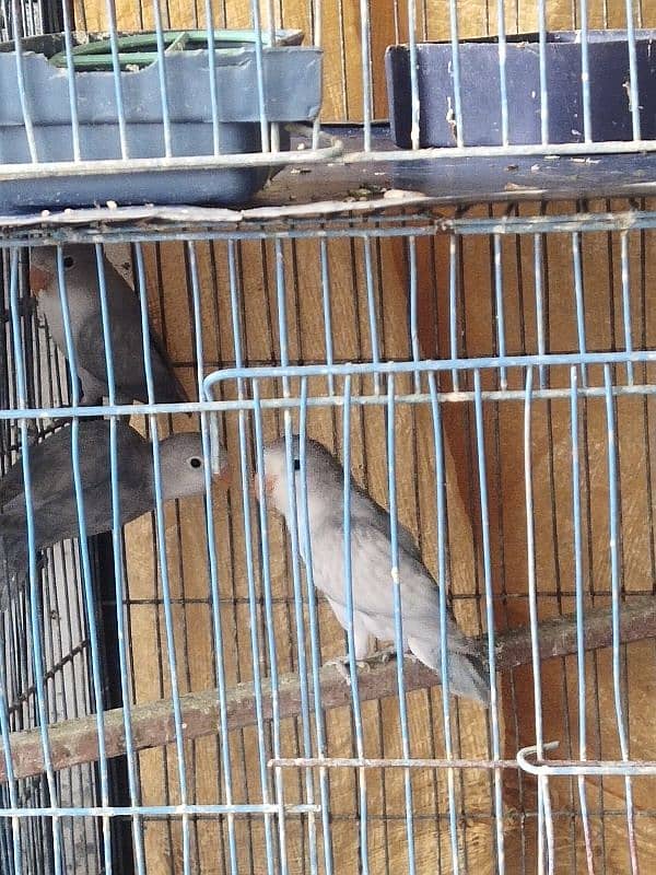 4 Lovebirds For Sale 2