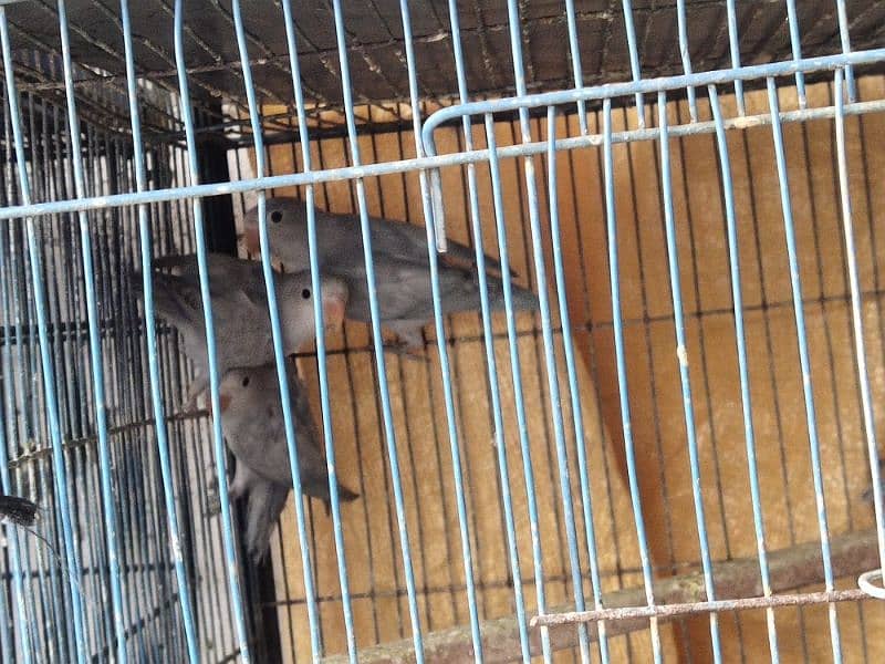 4 Lovebirds For Sale 4