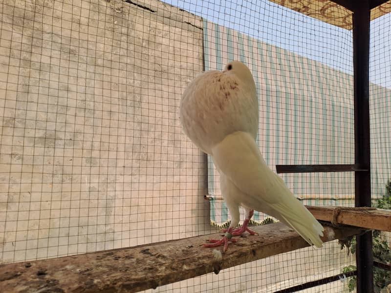 Supreme Quality Frillback breeding pair Pigeons/ kabooter 15