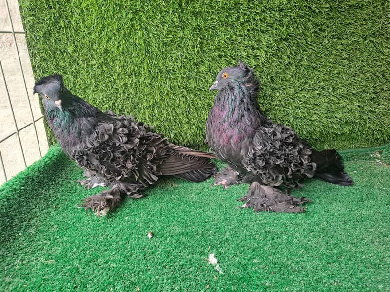 Supreme Quality Frillback breeding pair Pigeons/ kabooter 16